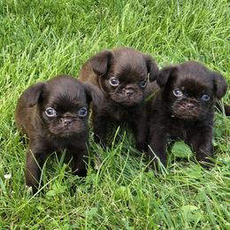 Yellow - Brown female Brussels Griffon puppy in Welch, Minnesota from Baringer Brussels