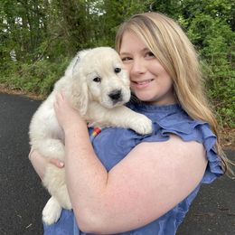Golden Retriever Puppies from Ruff Life Goldens