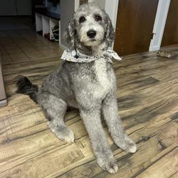 Wendy - Sheepadoodle