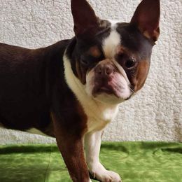 Motley - Boston Terrier