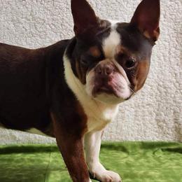 Motley - Boston Terrier