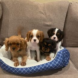 Cavalier King Charles Spaniel Puppies from Frosty’s Cavaliers