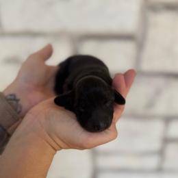 Dolly - Black female Dachshund puppy in Troup, Texas from East Texas Dachshunds