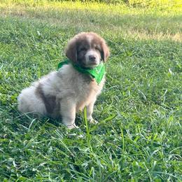 Green - Tri-color male Karakachan puppy in Pikeville, Tennessee from Rock Solid Ranch
