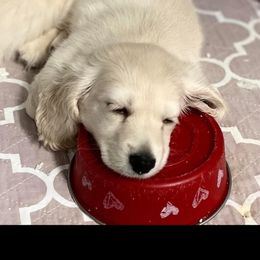 Dachshund Puppies from Channelledox