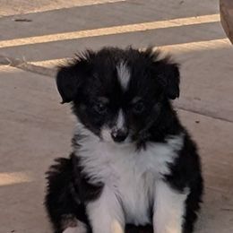 Davy - Black tri male Toy Australian Shepherd puppy in Bly, Oregon from Rockin AC Toy Aussies