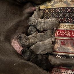 Boy 2 - Black brindle male Cane Corso puppy in Ocala, Florida from High Royal Kennel