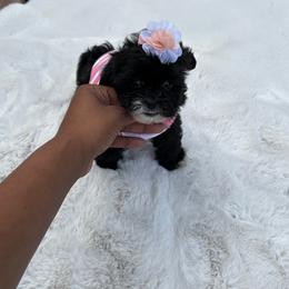 Hilda - Black and white female Shih Tzu puppy in Garner, North Carolina from House of Paws Heritage Nursery