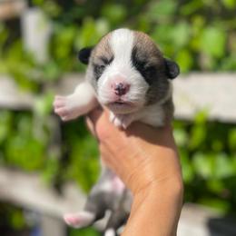 Male 1 - Sable male Pembroke Welsh Corgi puppy in Hueytown, Alabama from AAA Corgis
