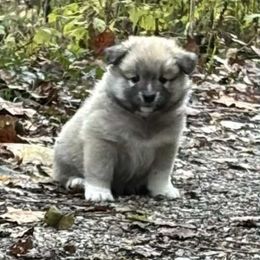 Griffin - Fawn and white male Icelandic Sheepdog puppy in Meadow Bridge, West Virginia from Valhalla Icelandic Sheepdogs
