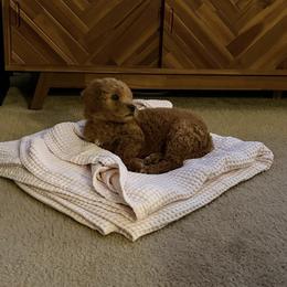 Goldendoodle and Golden Retriever Puppies from BloomingPuppies