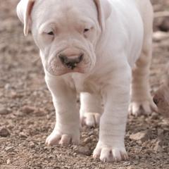 Male puppy - White male Dogo Argentino puppy in Alpine, Texas from Storm Dogos & Country Corgis