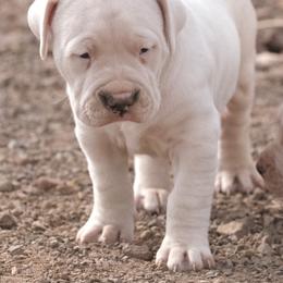 Male puppy - White male Dogo Argentino puppy in Alpine, Texas from Storm Dogos & Country Corgis