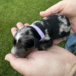 Bernedoodle - Merle female Bernedoodle puppy in Cody, Wyoming from Yellowstone Breeders
