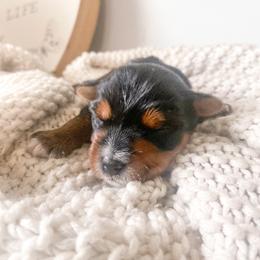 Yorkshire Terrier Puppies from Elaine’s Pup Co.