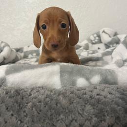 Penny - Red female Dachshund puppy in Brooksville, Florida from Ween Acres