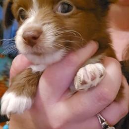 Higanbana - Red & white female Toy Australian Shepherd puppy in Arlington, Texas from CopperHead Aussies