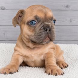 Luke - Fawn male French Bulldog puppy in Warm Springs, Arkansas from State Line Dachshunds & Frenchies