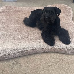 Zuri - Miniature Schnauzer