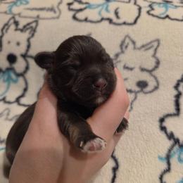 Bartlett - Liver female Miniature Schnauzer puppy in Graham, Washington from Olivia's Miniature Schnauzer's