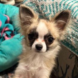Ron - Black sabled fawn male Chihuahua puppy in Sulphur Springs, Texas from TipTop Chihuahuas