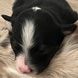 Tinker bell - Black tri female Miniature Australian Shepherd puppy in Denair, California from CenCal Mini Aussies