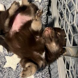 Twix - Black and white female Pomsky puppy in Avoca, Michigan from Repurposed Paradise Farm