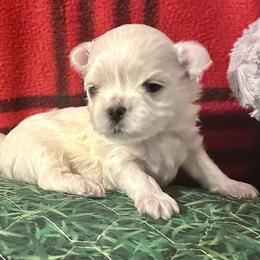 Polly pocket - White female Maltese puppy in Buckeye, Arizona from Casper’s maltese