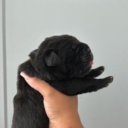 Cane Corso Puppies from Bellissima Cala Cane Corso