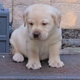 Yellow Boy 2 - Yellow male Labrador Retriever puppy in Andrews, South Carolina from Leyland Cypress Retrievers