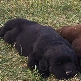 Boy 1 - Newfoundland puppy from Gar Creek Farms