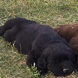Boy 1 - Newfoundland puppy from Gar Creek Farms