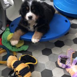 Bernese Mountain Dog and Scottish Terrier Puppies from Defiant