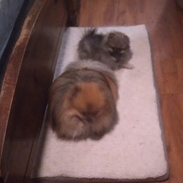 Pomeranians from Serena's Poms