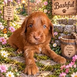Bashful (7 dwarfs theme) - Red  female Goldendoodle puppy in Ozark, Missouri from Halo Doodles