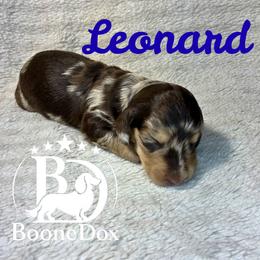 Leonard - Dapple male Dachshund puppy in Noble, Oklahoma from Marissa's Dachshunds (BooneDox Mini Dachshunds)