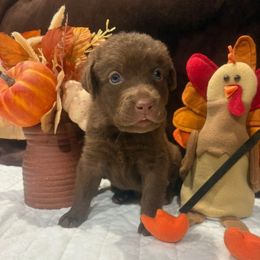 Black Dot - Brown male Chesapeake Bay Retriever puppy in Wisconsin Dells, Wisconsin from Kilbourn Chesapeakes
