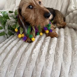Girl 1 - Red female Dachshund puppy in Mobile, Alabama from Katrina's Dachshunds