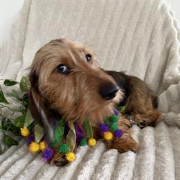 Girl 1 - Red female Dachshund puppy in Mobile, Alabama from Katrina's Dachshunds