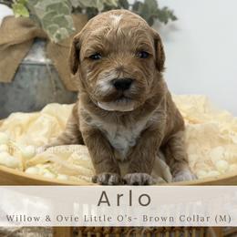 ARLO- Brown collar - Apricot male Goldendoodle puppy in Watertown, New York from True Friend Doodles