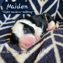 Maiden - Phantom female Bernedoodle puppy in Pollock Pines, California from Ten Acre Wood Doodles
