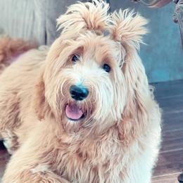 Goldendoodle Puppies from The Doodle Spot