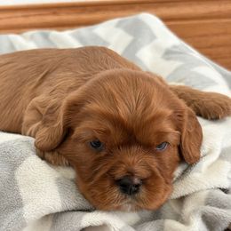Ruby boy - Ruby male Cavalier King Charles Spaniel puppy in Solon, Iowa from Hickory House Cavaliers