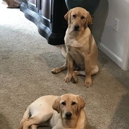 Labrador Retriever Puppies from Sycamore Kennels
