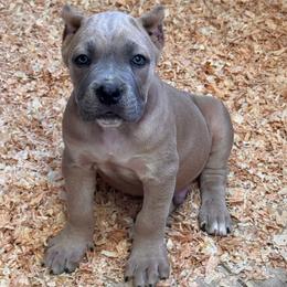 Formentino 1- Red Collar - Gray and fawn male Cane Corso puppy in Compton, California from Urban League Cane Corso