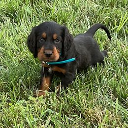 Blue - Black and tan male Gordon Setter puppy in Gordonville, Pennsylvania from Blue Ribbon Setters