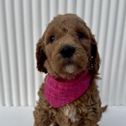 Dark Pink - Red  female Goldendoodle puppy in Lebanon, Pennsylvania from Homespundoodles