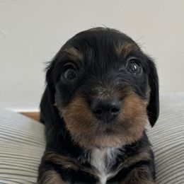 Dachshunds from Arbor Hill Dachsunds