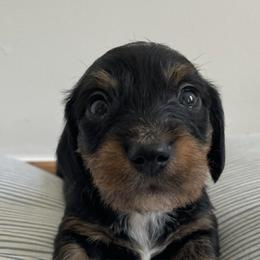 Dachshunds from Arbor Hill Dachsunds