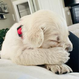 Girl 1 - Light golden female Golden Retriever puppy in Oconto, Wisconsin from Abbie's Golden Retrievers